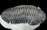 Drotops Trilobite - Issoumour, Morocco #45609-1